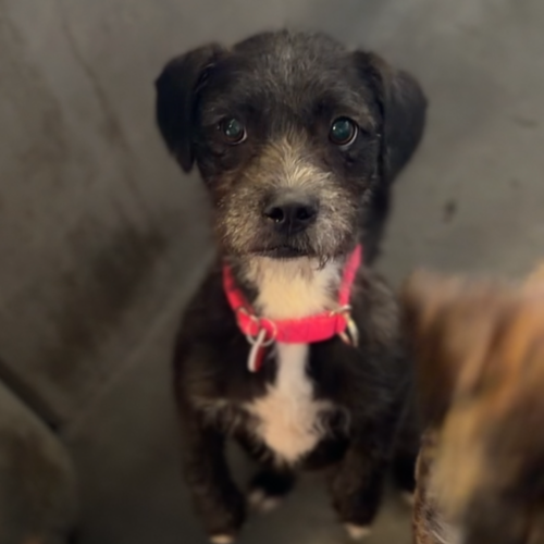 picture of the dog needing adoption