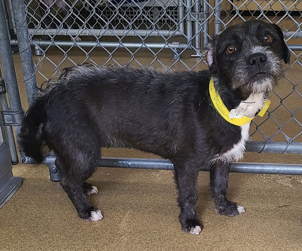 Reo CA - JUST ARRIVED - FOSTER NEEDED!