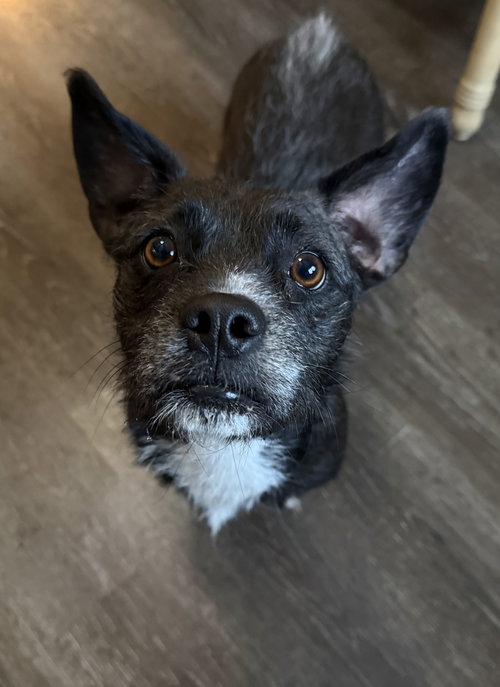 picture of the dog needing adoption