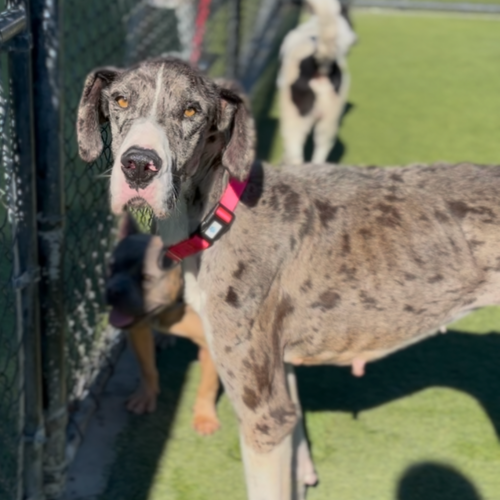 picture of the dog needing adoption