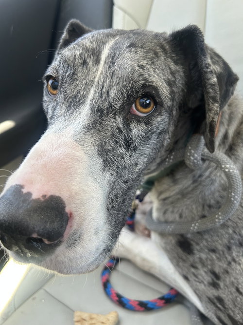 Kitty CA, an adoptable Great Dane in Hillside, IL