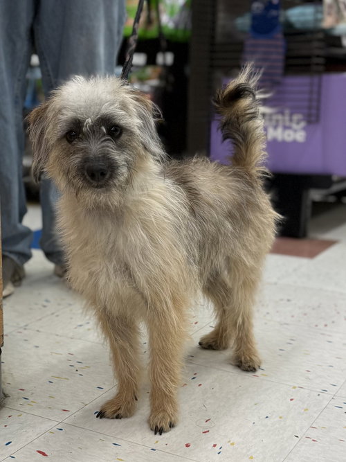 picture of the dog needing adoption