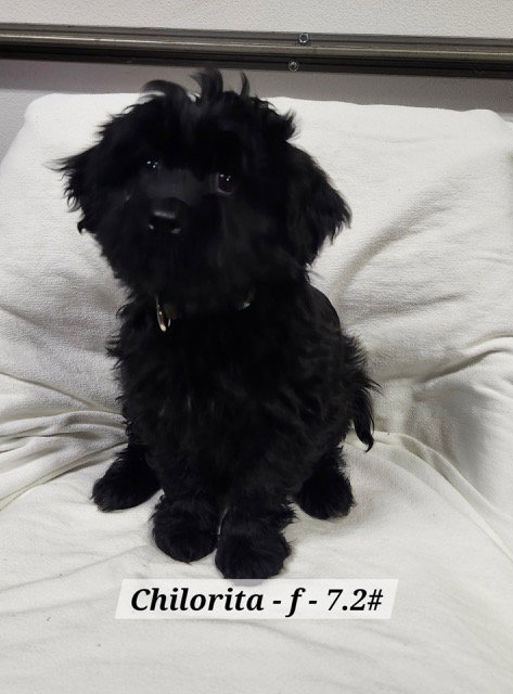 Chilorita