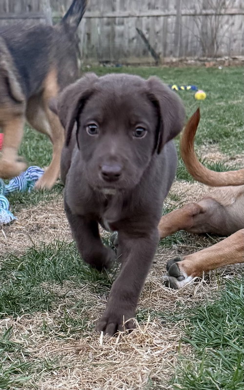 picture of the dog needing adoption