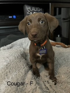 picture of the dog needing adoption