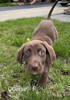 picture of the dog needing adoption