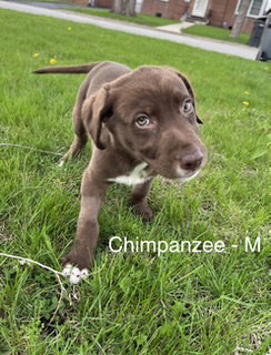 Chimpanzee