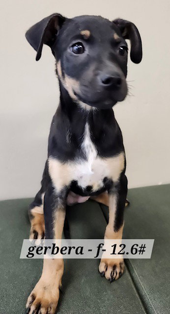 Gerbera, an adoptable Labrador Retriever in Hillside, IL