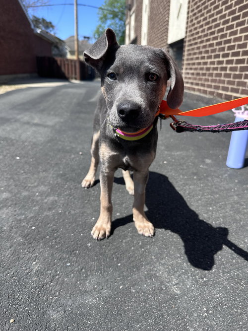 Lilac, an adoptable Labrador Retriever in Hillside, IL