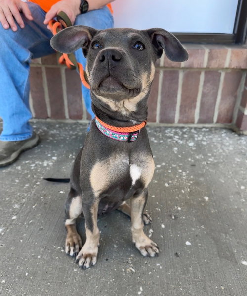 Lilac, an adoptable Feist in Hillside, IL