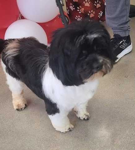picture of the dog needing adoption