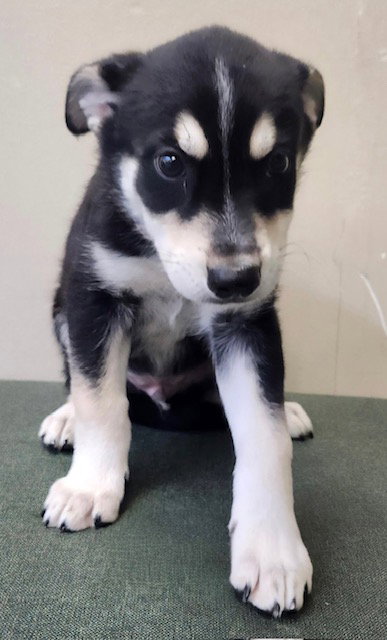 picture of the dog needing adoption