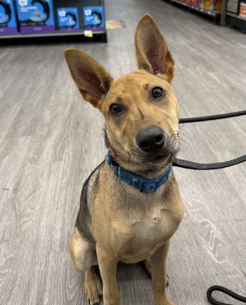Ali CA, an adoptable Shepherd in Hillside, IL