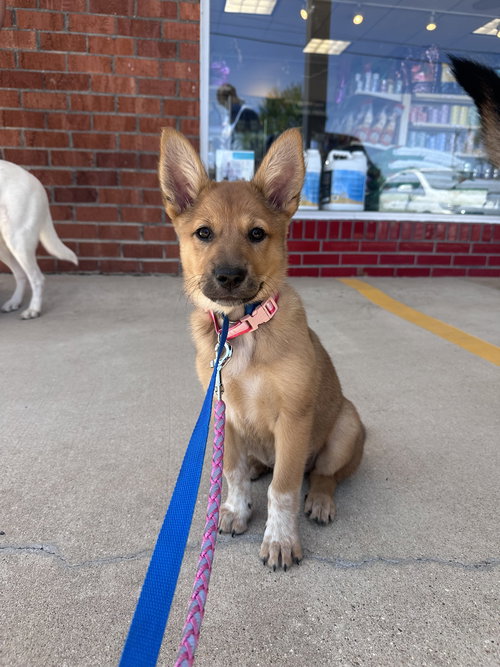 Alice CA, an adoptable Shepherd in Hillside, IL