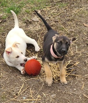 GEMA CA - Shepherd available for adoption