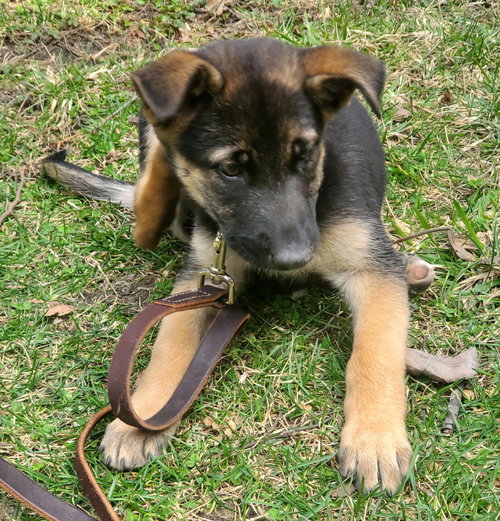 picture of the dog needing adoption