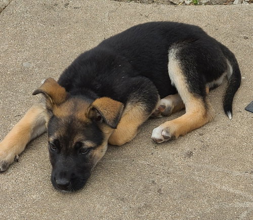 GIGI CA - Shepherd available for adoption