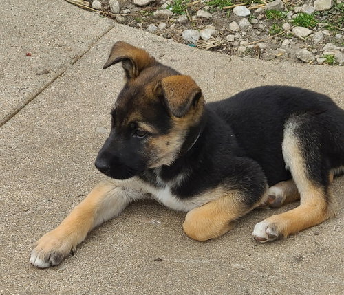 picture of the dog needing adoption