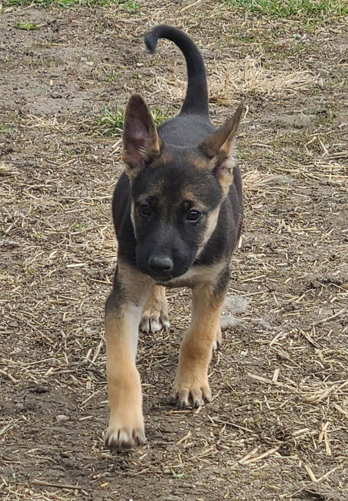 picture of the dog needing adoption
