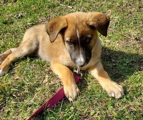 picture of the dog needing adoption