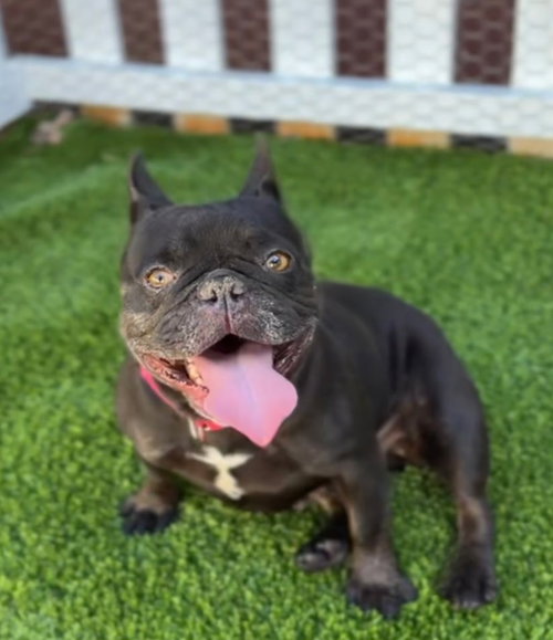 Tilly CA - JUST ARRIVED!, an adoptable French Bulldog in Hillside, IL
