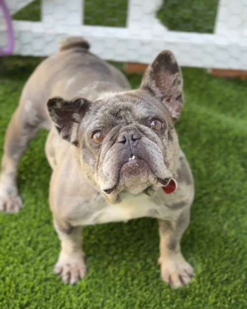 Electra CA - JUST ARRIVED!!, an adoptable French Bulldog in Hillside, IL