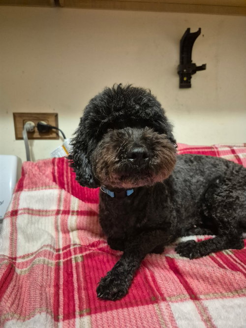 Coco CA - Bonded with Butter CA!, an adoptable Poodle in Hillside, IL