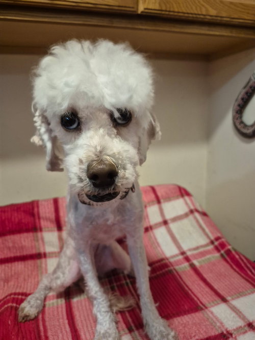 Butter CA - Bonded with Coco CA!, an adoptable Poodle in Hillside, IL