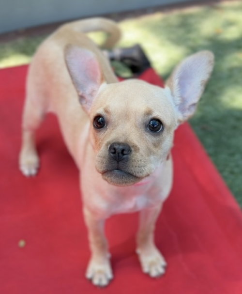 Mira CA - JUST ARRIVED!, an adoptable French Bulldog in Hillside, IL