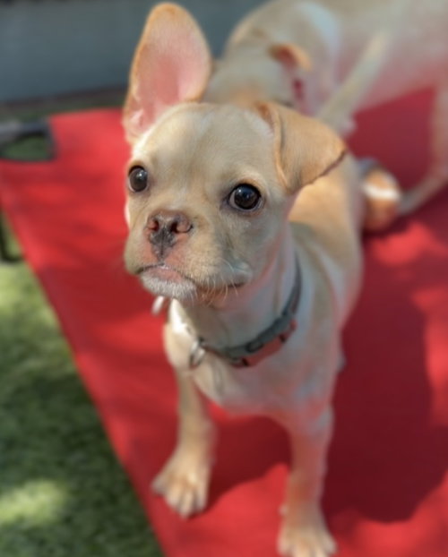 Pudge CA - JUST ARRIVED!, an adoptable French Bulldog in Hillside, IL