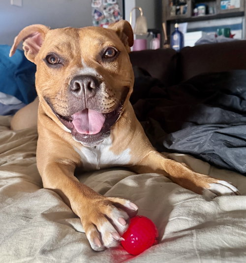 Rosee, an adoptable Pit Bull Terrier in Hillside, IL