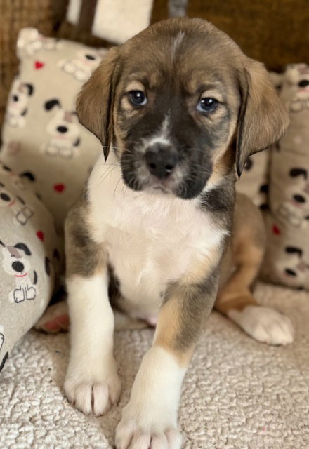 picture of the dog needing adoption