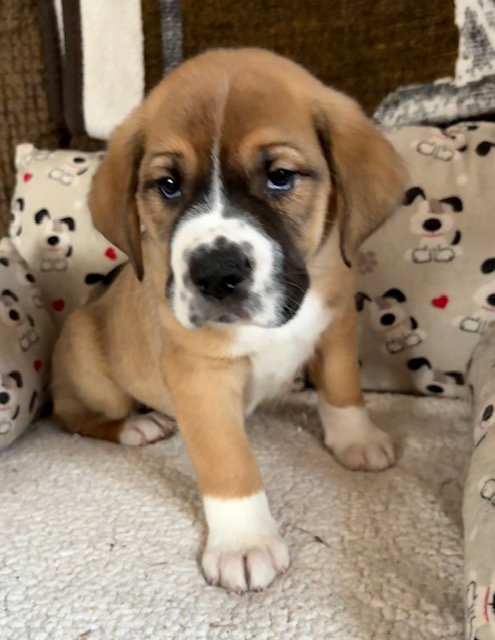 picture of the dog needing adoption