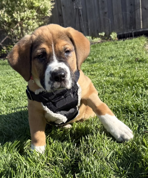 Fleetwood, an adoptable Hound in Hillside, IL