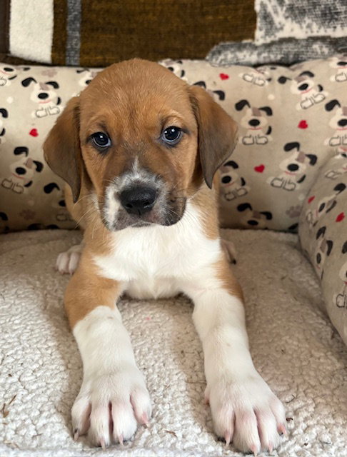 picture of the dog needing adoption