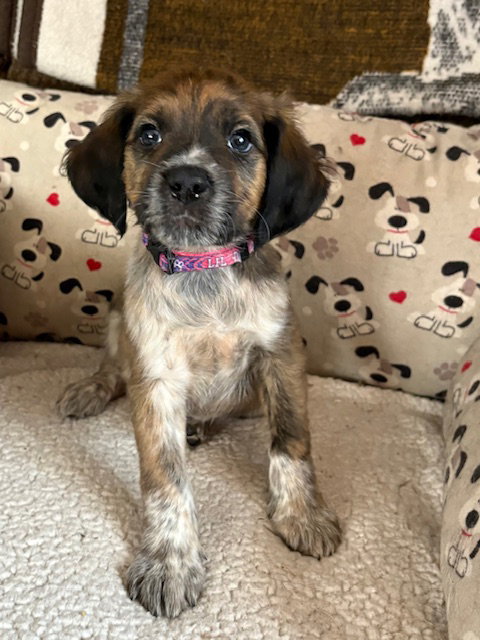 picture of the dog needing adoption