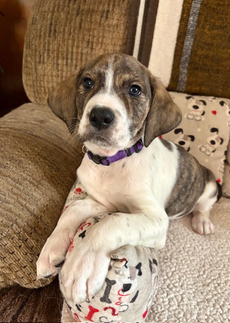 picture of the dog needing adoption