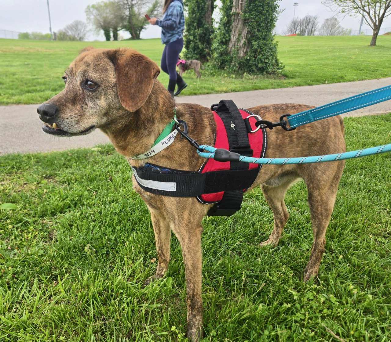 Luke - Arriving Saturday!