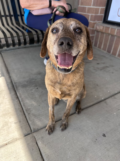 Luke, an adoptable Mountain Cur in Hillside, IL