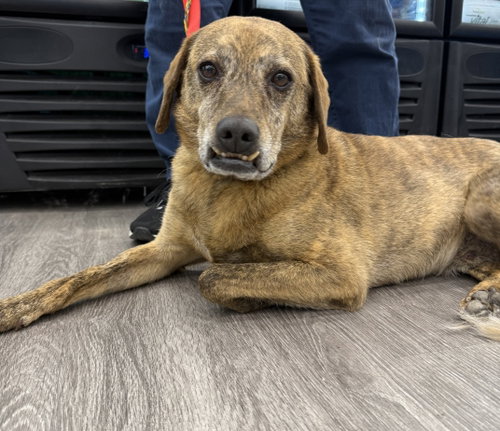 Luke, an adoptable Mountain Cur in Hillside, IL