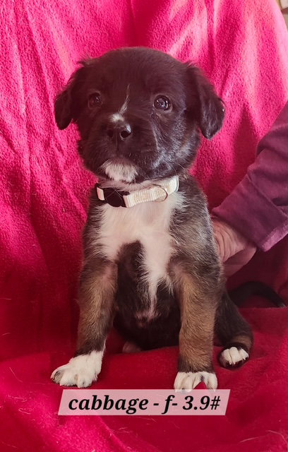 Cabbage, an adoptable Boxer in Hillside, IL