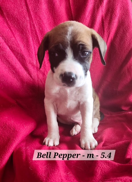 Bell Pepper, an adoptable Boxer in Hillside, IL