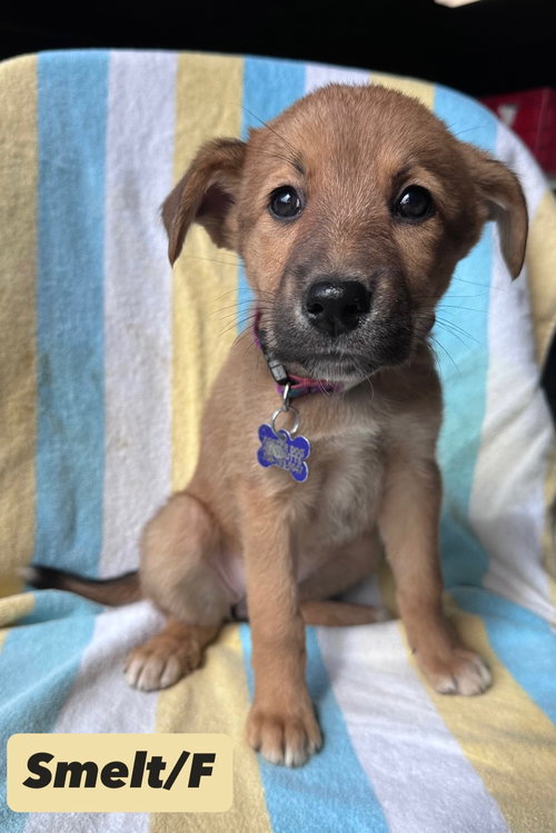 Smelt, an adoptable Shepherd in Hillside, IL