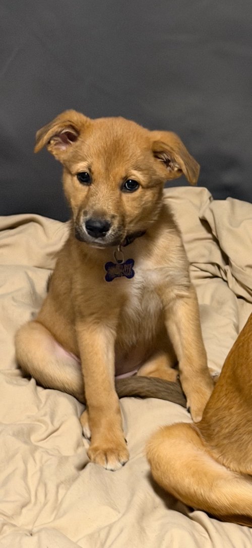 Smelt, an adoptable Shepherd in Hillside, IL
