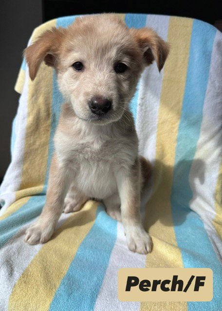 Perch, an adoptable Shepherd in Hillside, IL