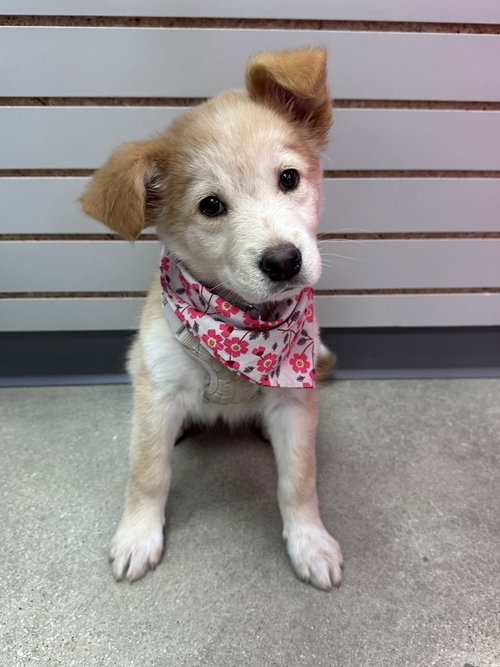 Perch, an adoptable Shepherd in Hillside, IL