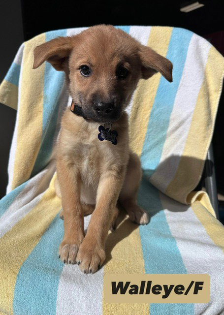 Walleye, an adoptable Shepherd in Hillside, IL