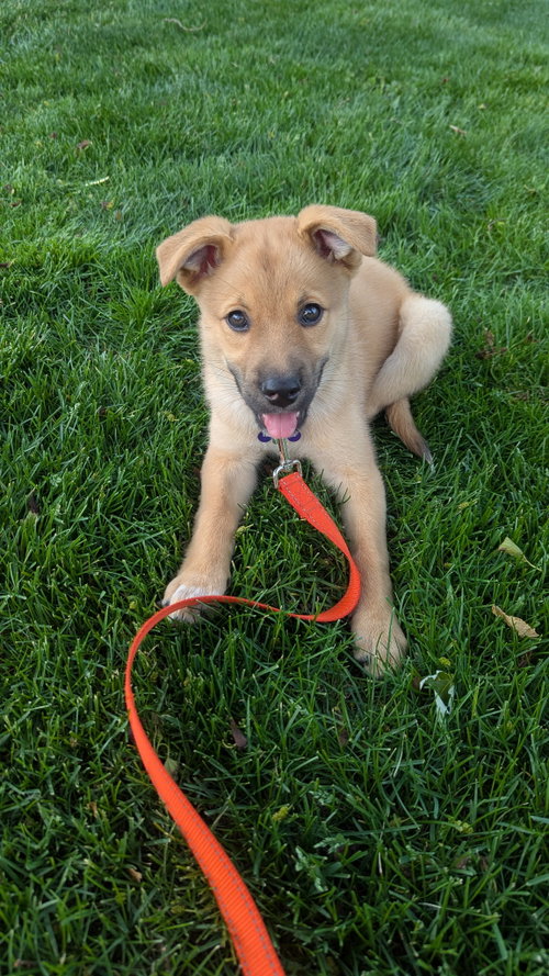 Walleye, an adoptable Shepherd in Hillside, IL