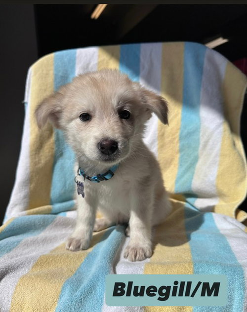 Bluegill, an adoptable Shepherd in Hillside, IL