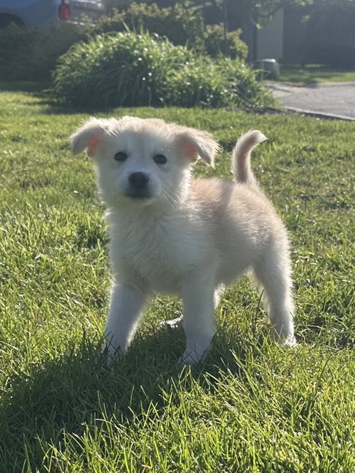 Bluegill, an adoptable Shepherd in Hillside, IL